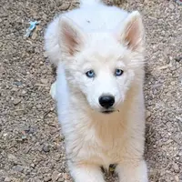 Sherry, a female Siberian Husky for sale in Tucson, AZ – Photo 1 of 4
