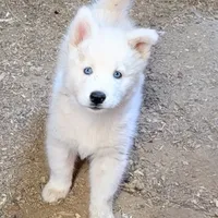 Sherry, a female Siberian Husky for sale in Tucson, AZ – Photo 3 of 4
