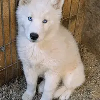 Sherry, a female Siberian Husky for sale in Tucson, AZ – Photo 2 of 4
