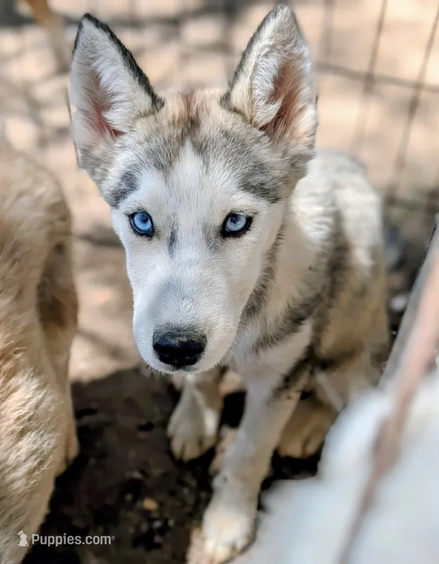 Wiley  – Siberian Husky puppy for sale in Tucson, AZ