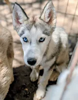 Wiley , a female Siberian Husky for sale in Tucson, AZ – 2 of 4