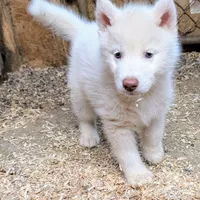 Oliver, a male Siberian Husky for sale in Tucson, AZ – Photo 3 of 4