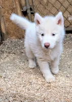 processed/dd5237d6-8cac-47b9-a7f8-86c17c0293be/listing/28264628-b0cb-4915-9035-2ebaac56ae0c/0f00addb-ed09-4c7b-94af-9e5f823239c3