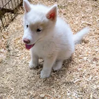 Oliver, a male Siberian Husky for sale in Tucson, AZ – Photo 4 of 4