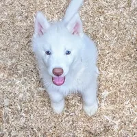 Oliver, a male Siberian Husky for sale in Tucson, AZ – Photo 2 of 4