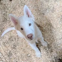 Oliver, a male Siberian Husky for sale in Tucson, AZ – Photo 1 of 4