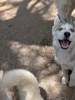 Wiley , a male Siberian Husky for sale in Tucson, AZ – 3 of 3
