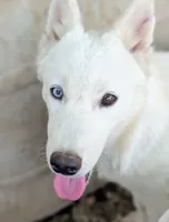 Minnie, a female Siberian Husky for sale in Tucson, AZ – 1 of 3