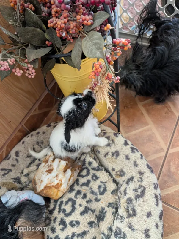 Wee Willy – Japanese Chin, Yorkshire Terrier puppy for sale in Tucson, AZ