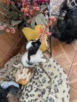 Wee Willy, a male Japanese Chin and Yorkshire Terrier for sale in Tucson, AZ – 1 of 4
