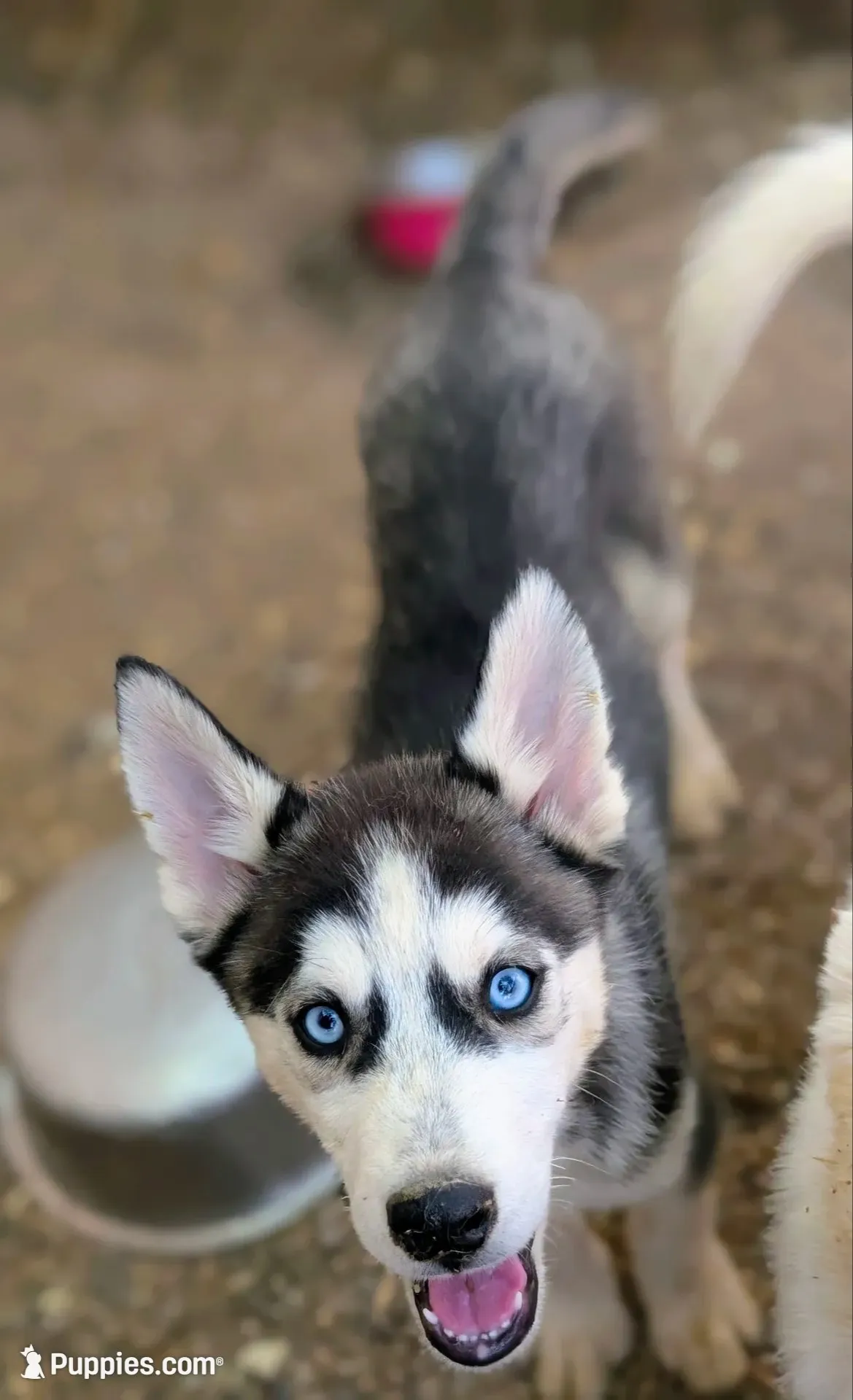 Molly, a female Siberian Husky for sale in Tucson, AZ – 4 of 5