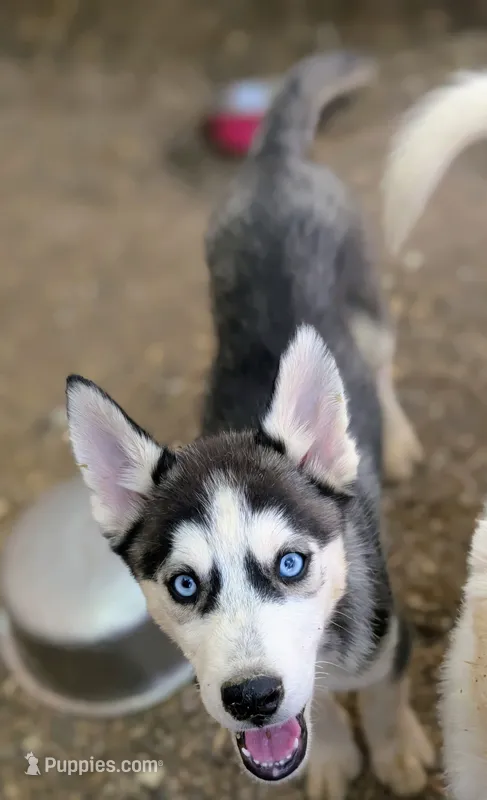 Molly – Siberian Husky puppy for sale in Tucson, AZ