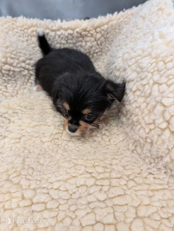 Tika – Yorkshire Terrier puppy for sale in Tucson, AZ