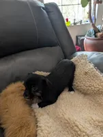 Joe, a male Japanese Chin and Yorkshire Terrier for sale in Tucson, AZ – 3 of 5