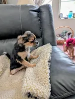 Tika, a female Japanese Chin and Yorkshire Terrier for sale in Tucson, AZ – 2 of 4