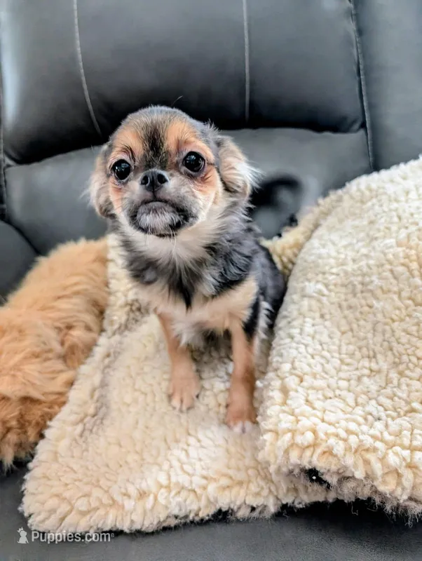 Tika – Japanese Chin, Yorkshire Terrier puppy for sale in Tucson, AZ