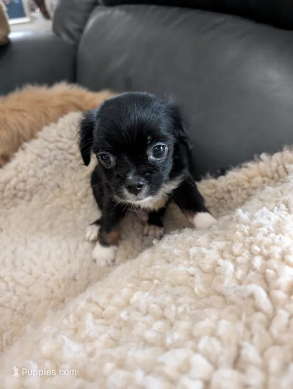 Joe – Japanese Chin, Yorkshire Terrier puppy for sale in Tucson, AZ