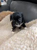 Joe, a male Japanese Chin and Yorkshire Terrier for sale in Tucson, AZ – 1 of 2
