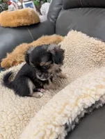 Marie, a female Yorkshire Terrier for sale in Tucson, AZ – Photo 2 of 2