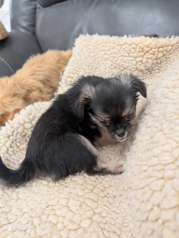 Marie – Yorkshire Terrier puppy for sale in Tucson, AZ