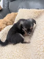 Marie, a female Yorkshire Terrier for sale in Tucson, AZ – Photo 1 of 2