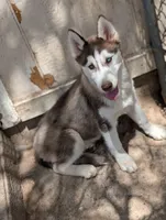 Opal, a female Siberian Husky for sale in Tucson, AZ – 2 of 8
