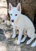 Polar, a female Siberian Husky for sale in Tucson, AZ – 2 of 2