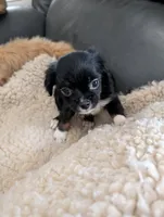 Joe, a male Japanese Chin and Yorkshire Terrier for sale in Tucson, AZ – 2 of 2