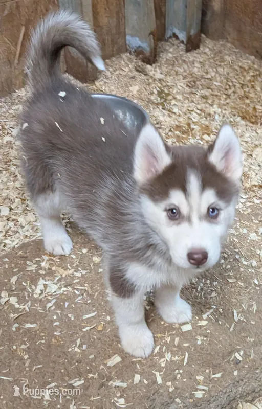 Opal – Siberian Husky puppy for sale in Tucson, AZ