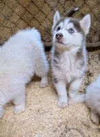 Opal, a female Siberian Husky for sale in Tucson, AZ – Photo 2 of 4