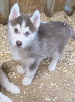 Opal, a female Siberian Husky for sale in Tucson, AZ – Photo 2 of 2