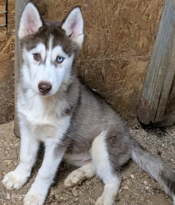 Opal – Siberian Husky puppy for sale in Tucson, AZ