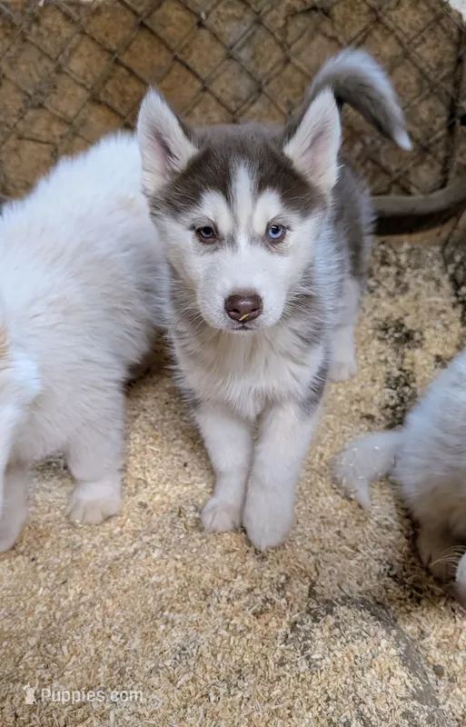 Opal – Siberian Husky puppy for sale in Tucson, AZ