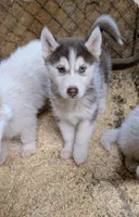 Opal, a female Siberian Husky for sale in Tucson, AZ – Photo 1 of 4