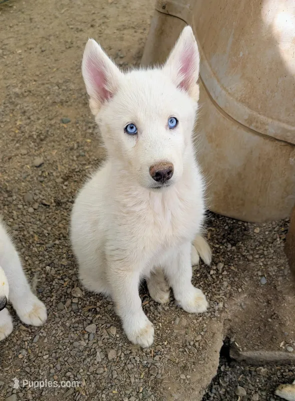 Pluto – Siberian Husky puppy for sale in Tucson, AZ