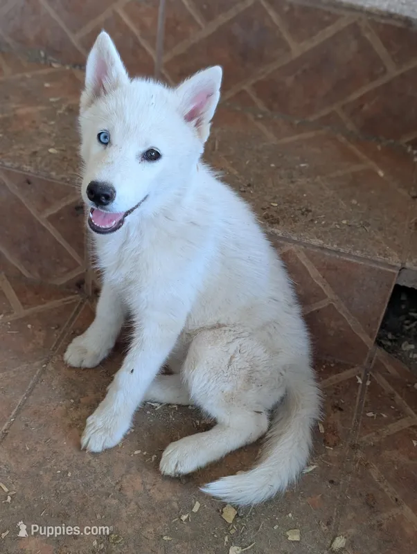 Minnie – Siberian Husky puppy for sale in Tucson, AZ