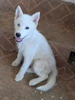 Minnie, a female Siberian Husky for sale in Tucson, AZ – 1 of 2