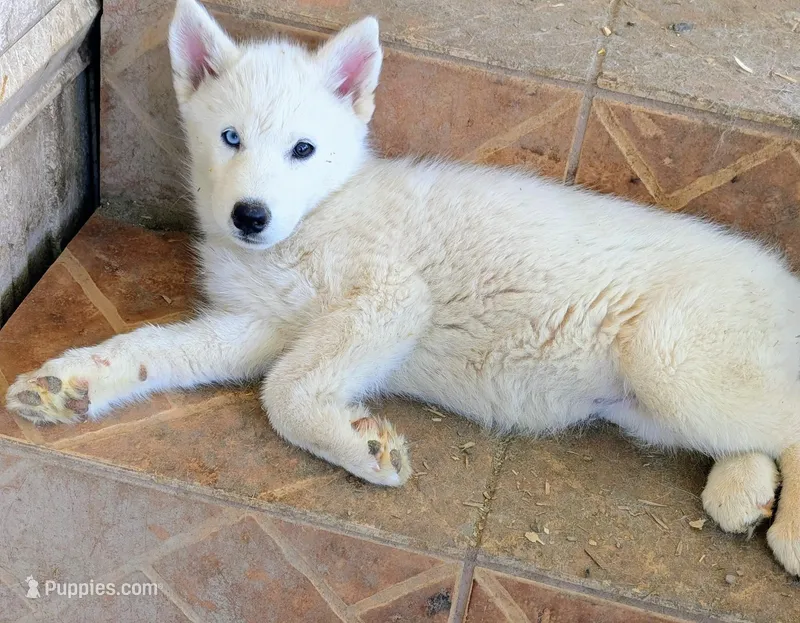 Minnie – Siberian Husky puppy for sale in Tucson, AZ