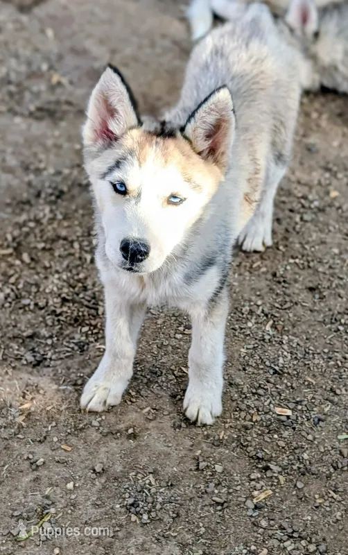 Wiley  – Siberian Husky puppy for sale in Tucson, AZ