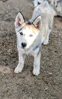 Wiley , a male Siberian Husky for sale in Tucson, AZ – 1 of 3