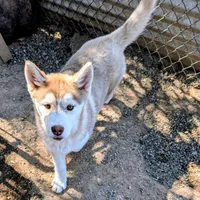 Freckles, a female Siberian Husky for sale in Tucson, AZ – Photo 2 of 6