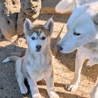 Freckles, a female Siberian Husky for sale in Tucson, AZ – Photo 6 of 6