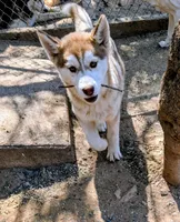 Freckles, a female Siberian Husky for sale in Tucson, AZ – Photo 1 of 6