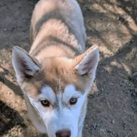 Freckles, a female Siberian Husky for sale in Tucson, AZ – Photo 3 of 6