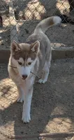 Freckles, a female Siberian Husky for sale in Tucson, AZ – Photo 5 of 6