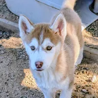 Freckles, a female Siberian Husky for sale in Tucson, AZ – Photo 4 of 6