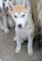 Fox, a male Siberian Husky for sale in Tucson, AZ – 1 of 1