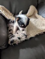 Jasmine, a female Japanese Chin and Yorkshire Terrier for sale in Tucson, AZ – 2 of 4