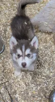 Cheeto, a female Siberian Husky for sale in Tucson, AZ – Photo 2 of 2