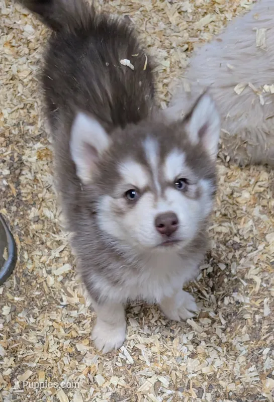 Cheeto – Siberian Husky puppy for sale in Tucson, AZ